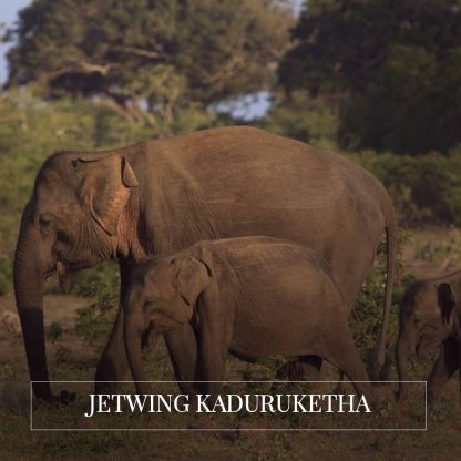 Jetwing Kaduruketha - Udawalawa Safari and Lunch
