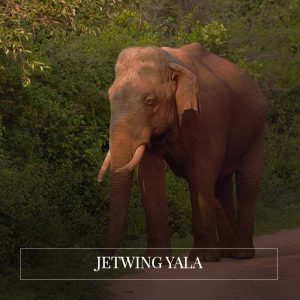 Jetwing Yala - Yala Safari